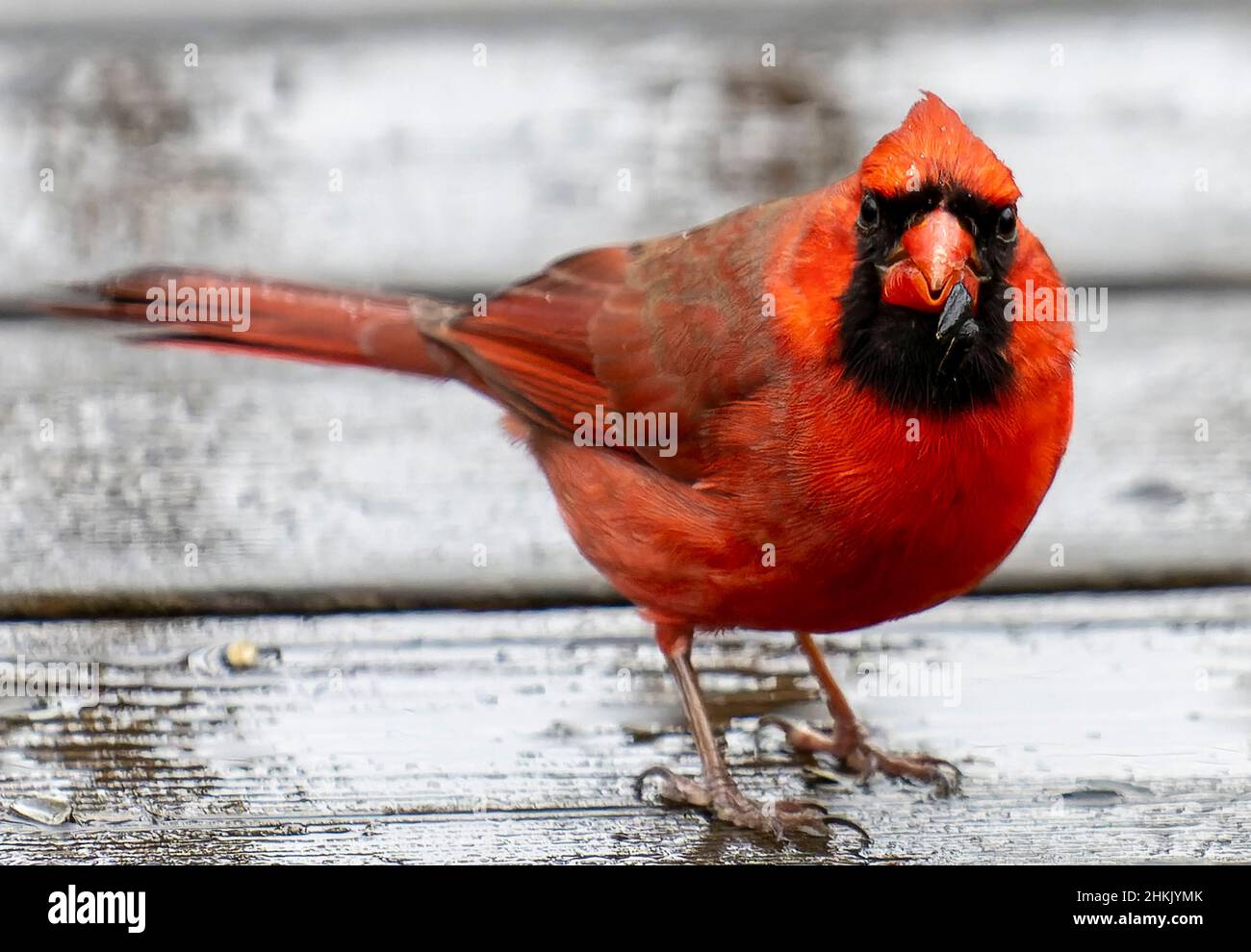 Männlicher Northern Cardinal auf einem nassen Deck Stockfoto