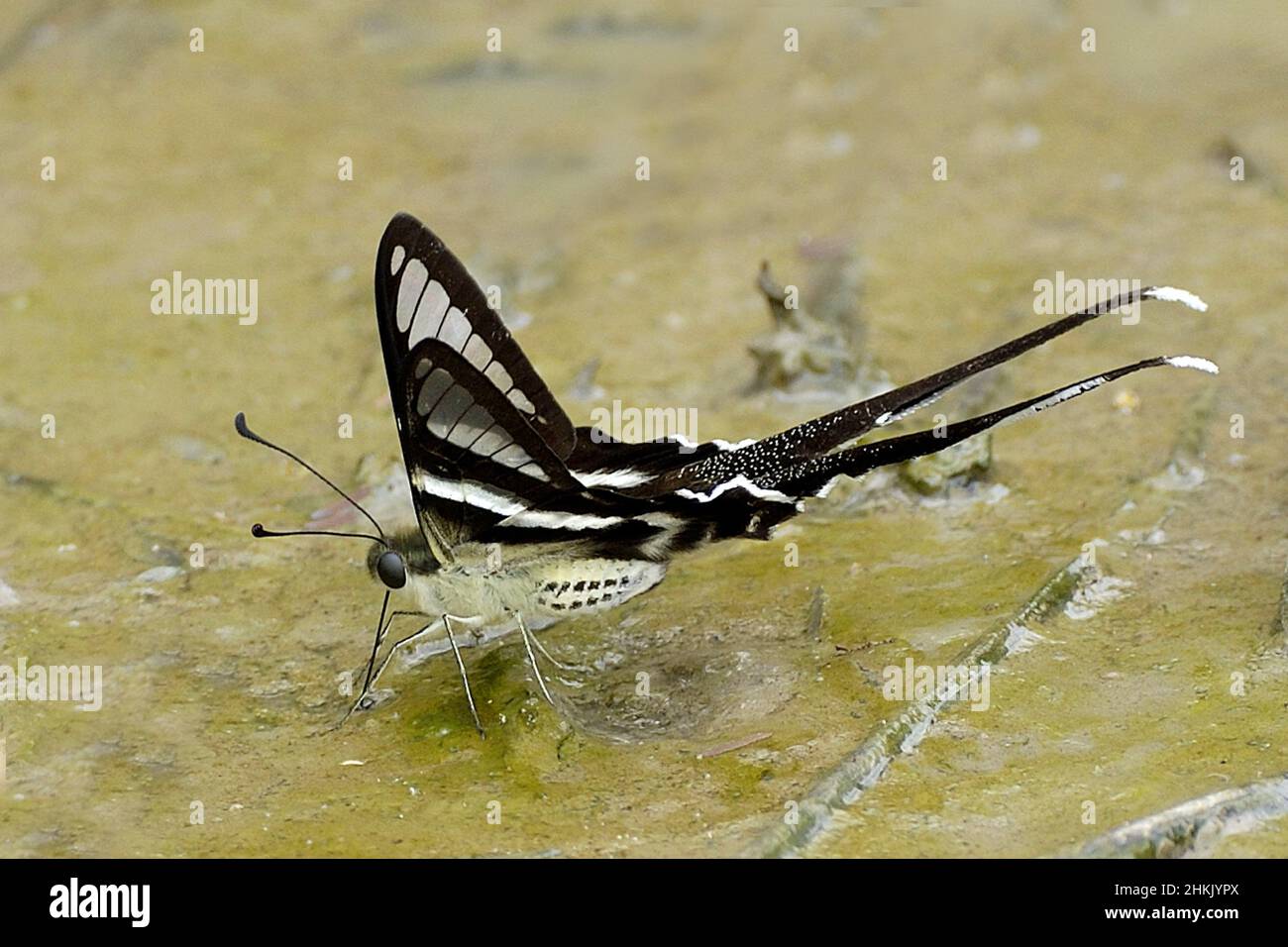 Weißer Dragontail, Schwalbenschwanz (Lamproptera curius curius), auf nassem Boden sitzend, Seitenansicht, Thailand Stockfoto