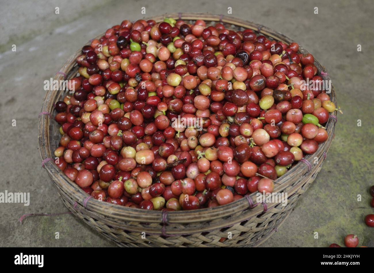 Arabischer Kaffee (Coffea arabica), erntetet Kaffeekirschen in einem Korb, Indonesien, Bali Stockfoto