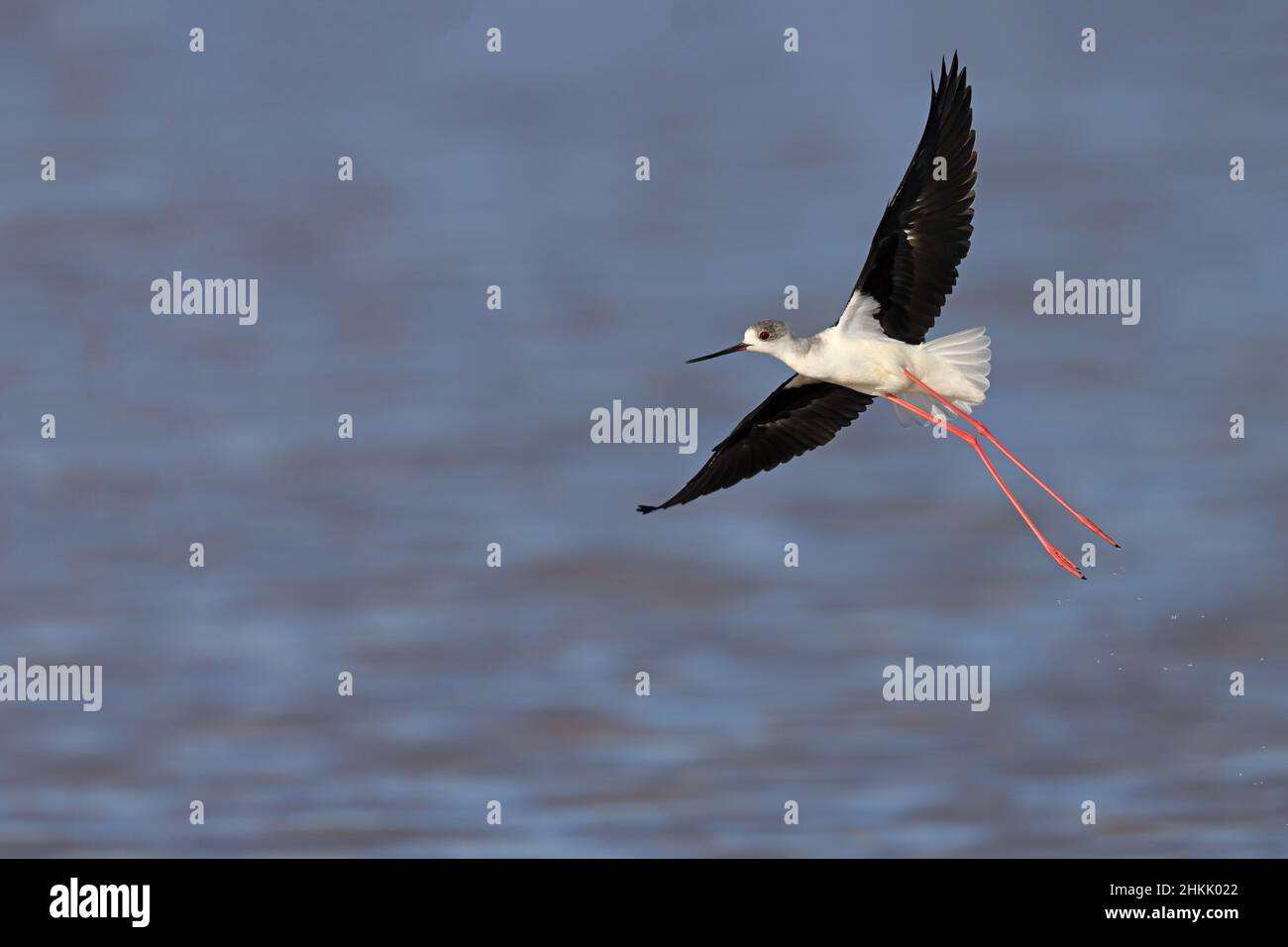 Schwarzflügelstelze (Himantopus himantopus), hebt seichtes Wasser, Spanien, Andalusien, Sanlucar de Barrameda ab Stockfoto
