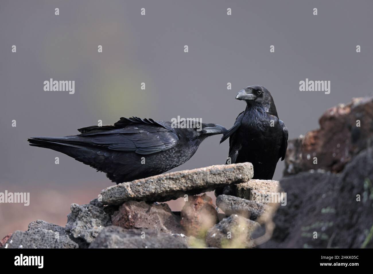 Gemeiner Rabe (Corvus corax), Paar auf Lavagestein, Preening, Kanarische Inseln, Lanzarote, Timanfaya Nationalpark Stockfoto
