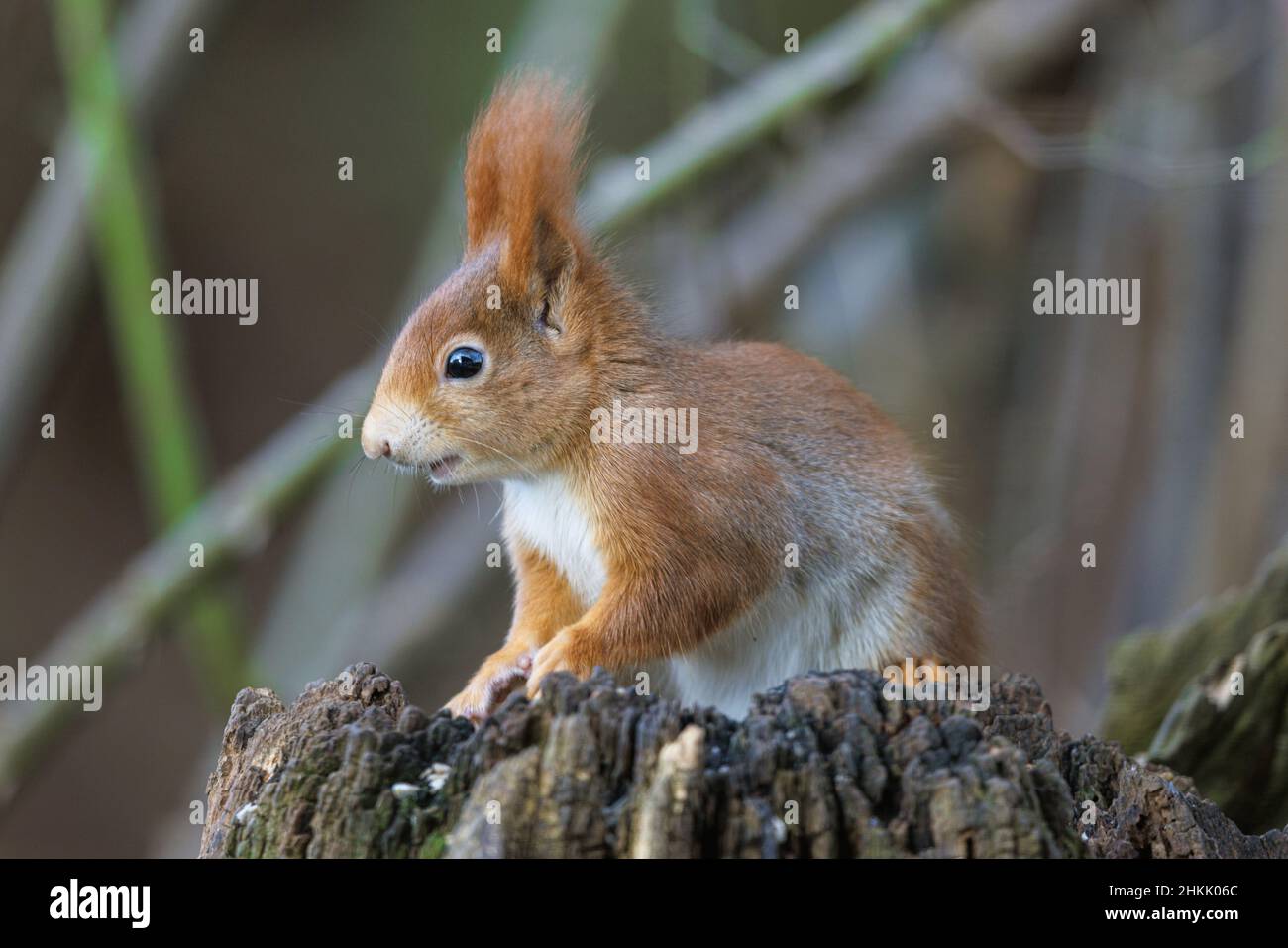 Europäisches rotes Eichhörnchen, eurasisches rotes Eichhörnchen (Sciurus vulgaris), mit Winterpelz und langen Haarbüscheln an den Ohren, Deutschland, Bayern Stockfoto