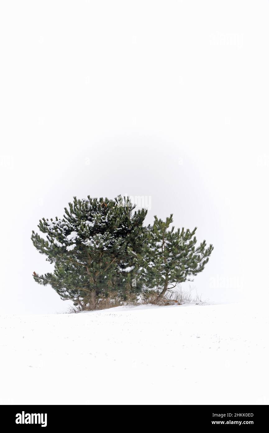 Bergkiefer, Mugo-Kiefer (Pinus mugo), Einzelbusch im Schnee, Deutschland Stockfoto
