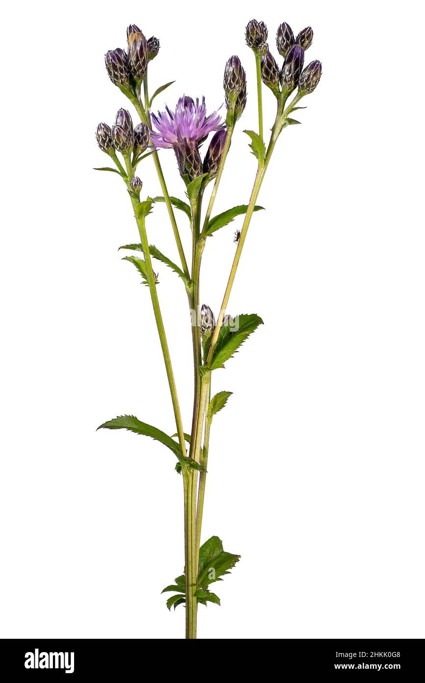 Sägekraut (Serratula tinctoria), blühend, Ausschnitt, Deutschland, Bayern, Oberbayern Murnauer Moos Stockfoto