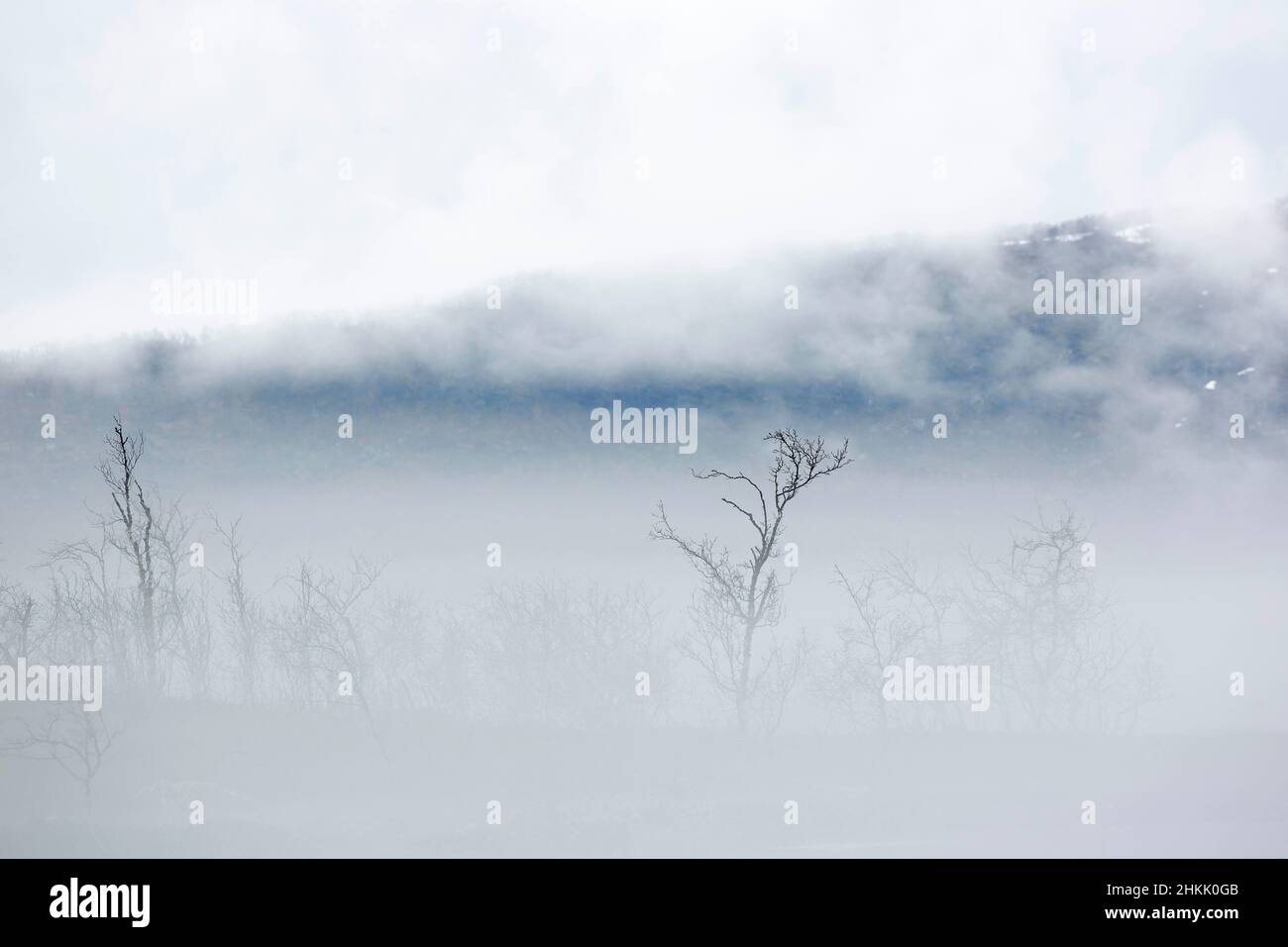 Winter im Kilpisjaervi Nature Reserve mit Morgennebel, Finnland, Kilpisjaervi Stockfoto