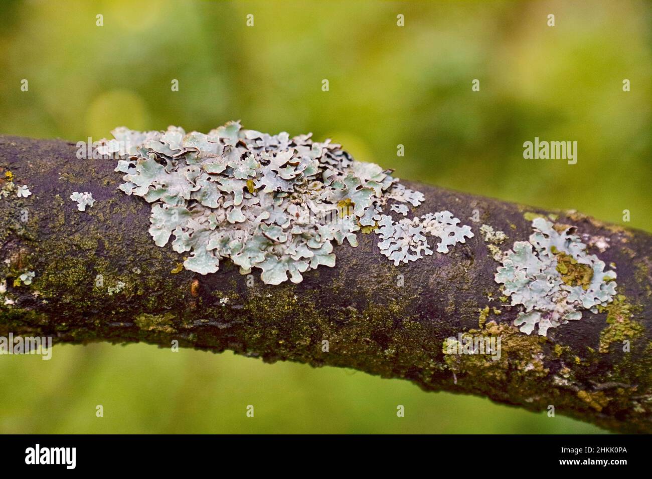 Blattflechte (Parmelia sulcata), auf Rinde, Deutschland, Nordrhein-Westfalen Stockfoto