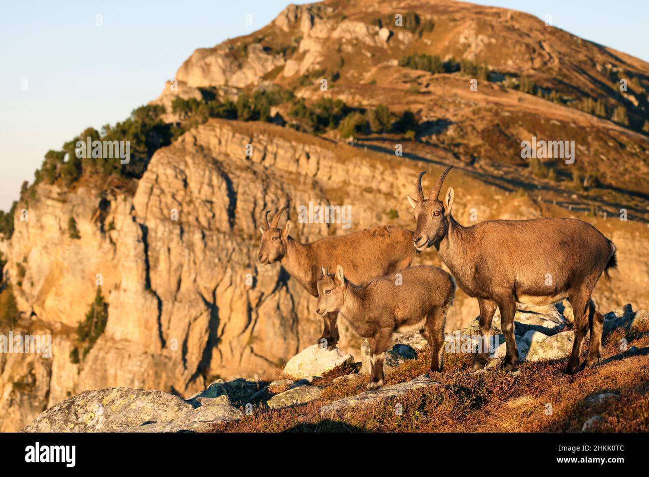 Alpine Ibex (Capra ibex, Capra ibex ibex), zwei weibliche alpine Ibex, die mit einem Fawn auf einer Hanglage vor einer Felswand stehen, Seitenansicht, Stockfoto