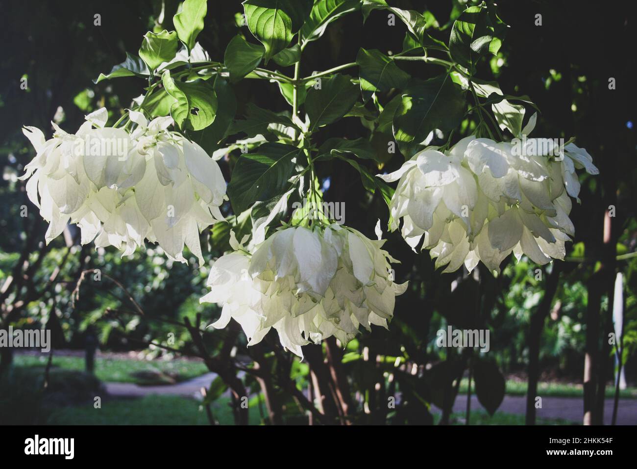 Weiß blühende Blumen in Australien, Queensland Stockfoto