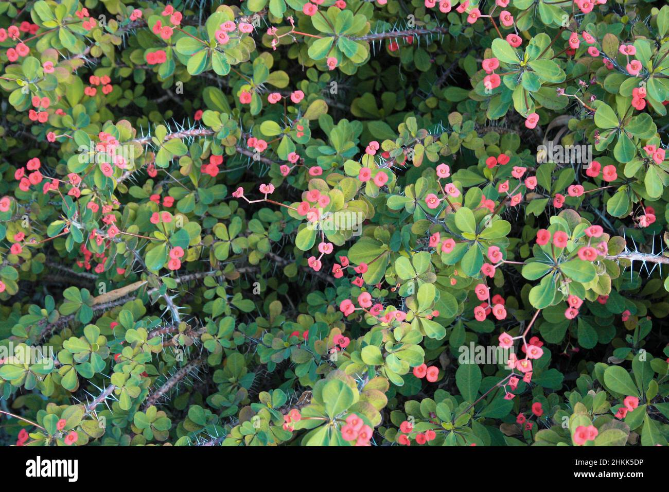 Rosafarbene australische Blüten in einem botanischen Garten Stockfoto