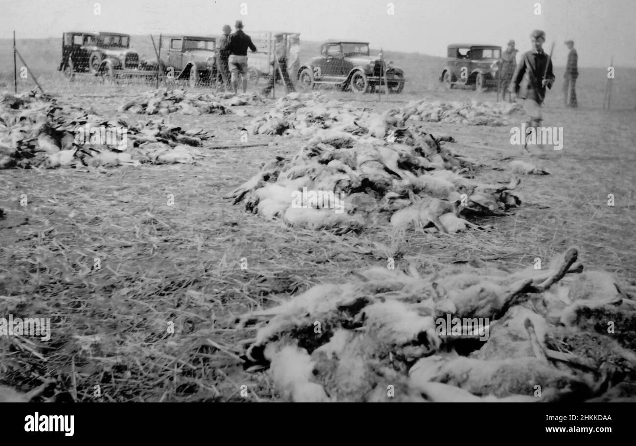 Szene eines Jack Rabbit Drive in Western Kansas, Kalifornien. 1933. Während der Dust Bowl zerstörten die sich vermehrenden Kaninchen die Ernte, sodass die Bauern Fahrten organisierten, um sie zu Fuß und mit dem Auto in Drahtstifte zu treiben und sie dann zu Tode zu verprügeln. Stockfoto