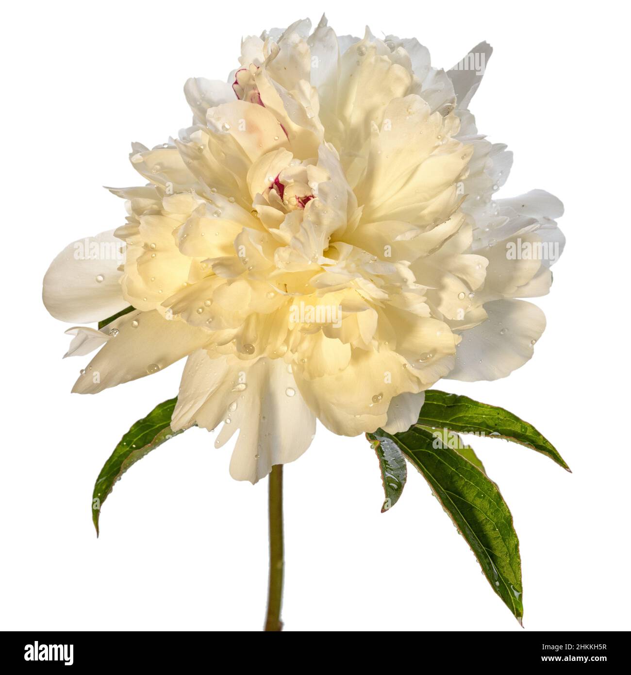 Weiße nasse Pfingstrose Blume isoliert auf weißem Hintergrund Stockfoto