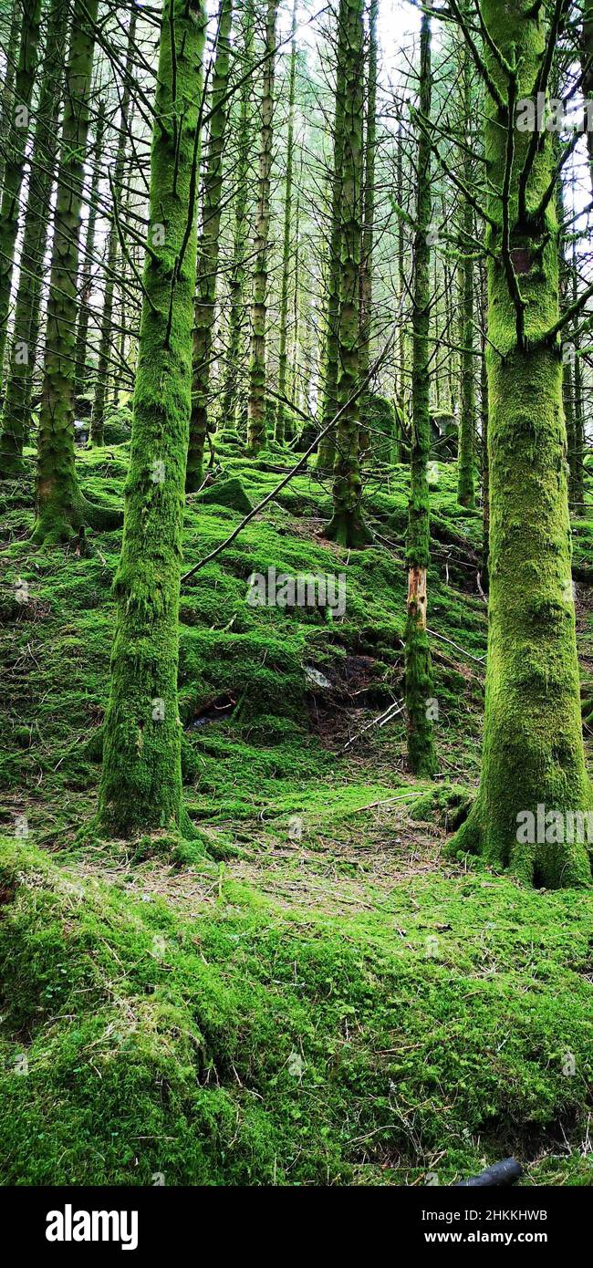 Grüne Bäume mit Moos bedeckt Stockfoto