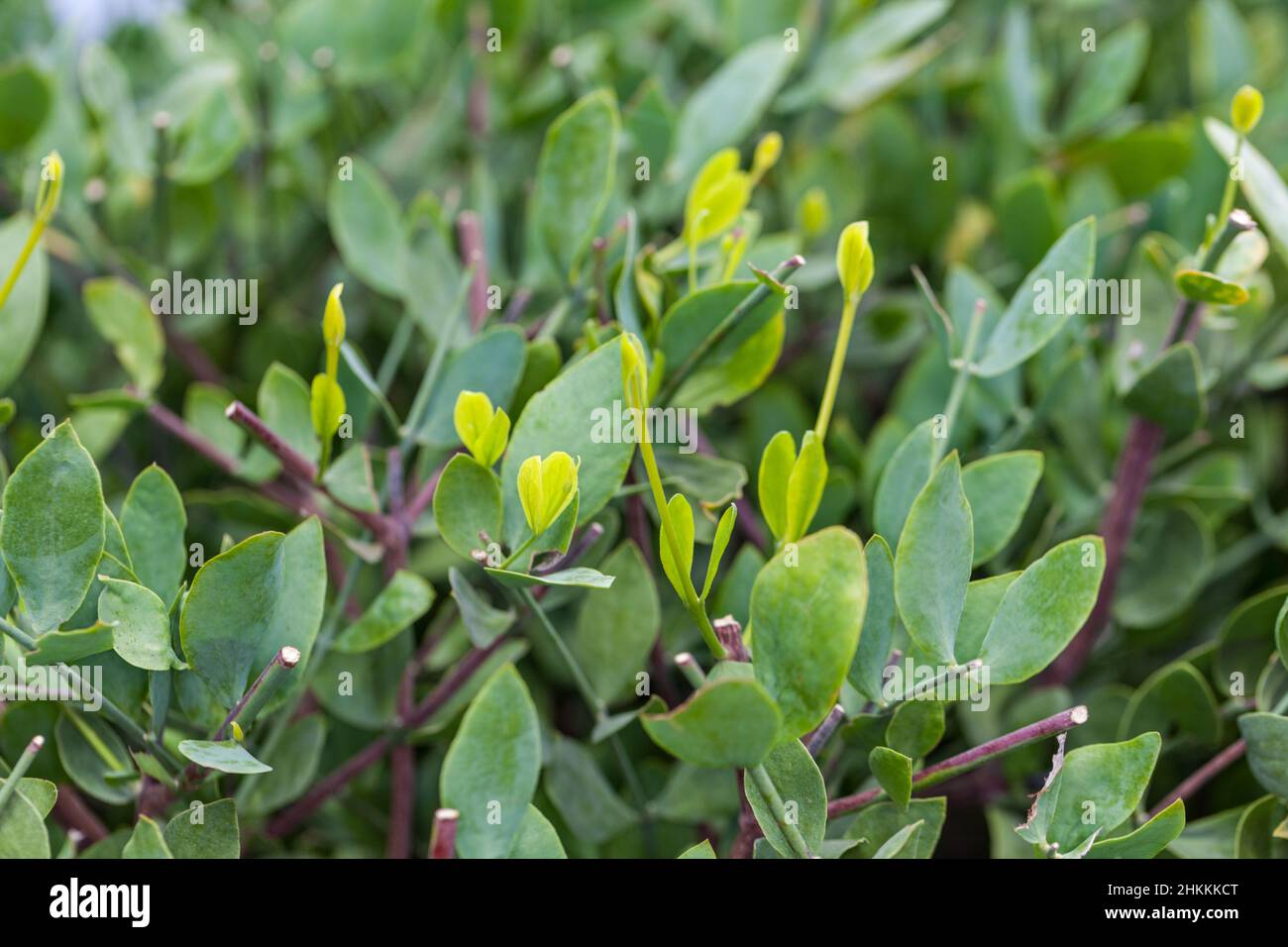 Jojoba (Simmondsia chinensis) Stockfoto