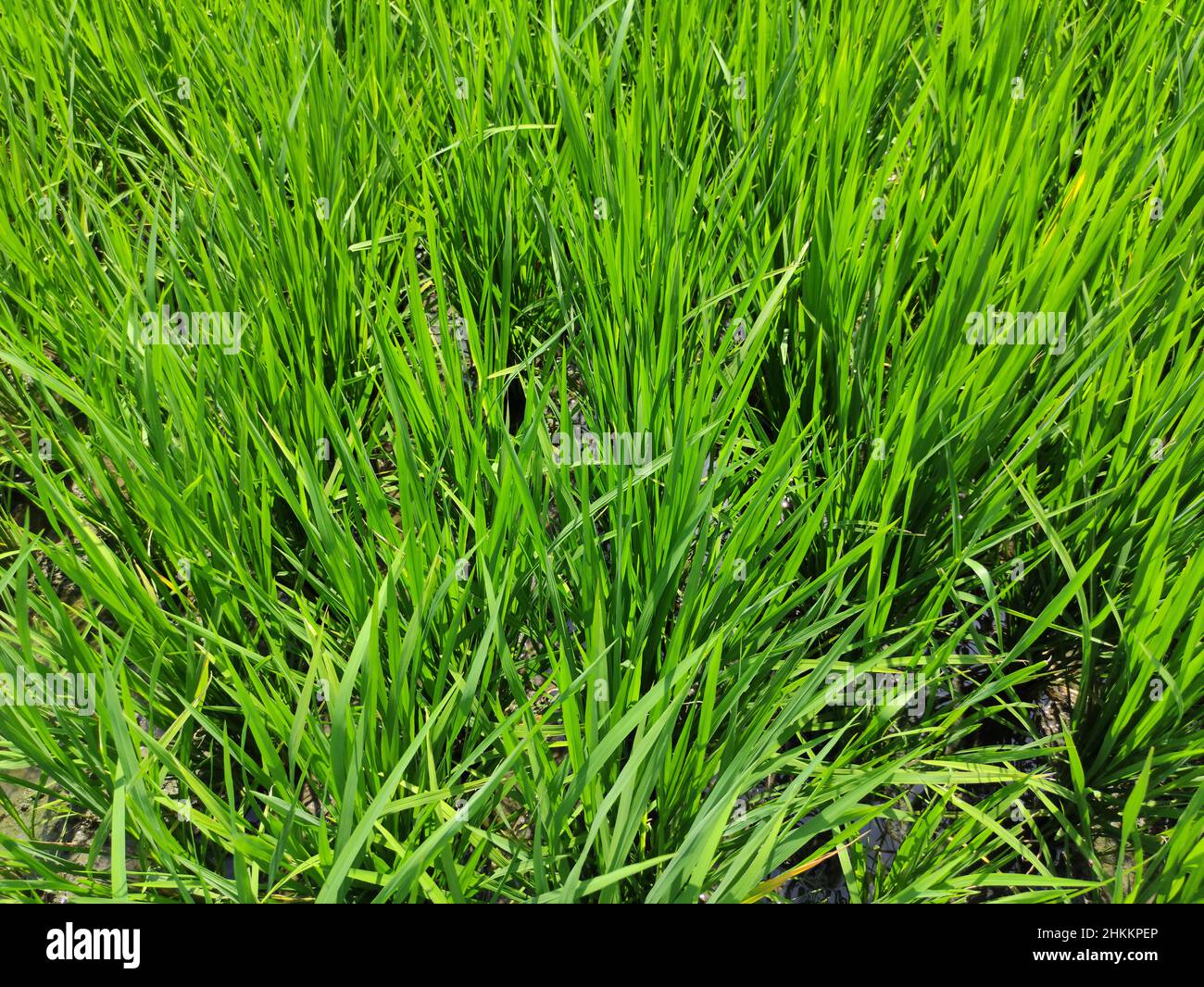 Paddy Landwirtschaft in Indonesien. Paddy-Pflanzen in der Wachstumsphase sind etwa 30 Tage alt. Paddy-Pflanzen werden in der Regel geerntet, wenn sie 90 Tage alt sind Stockfoto