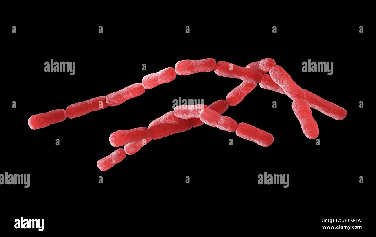 Bacillus anthracis Bakterien, Illustration Stockfotografie Alamy