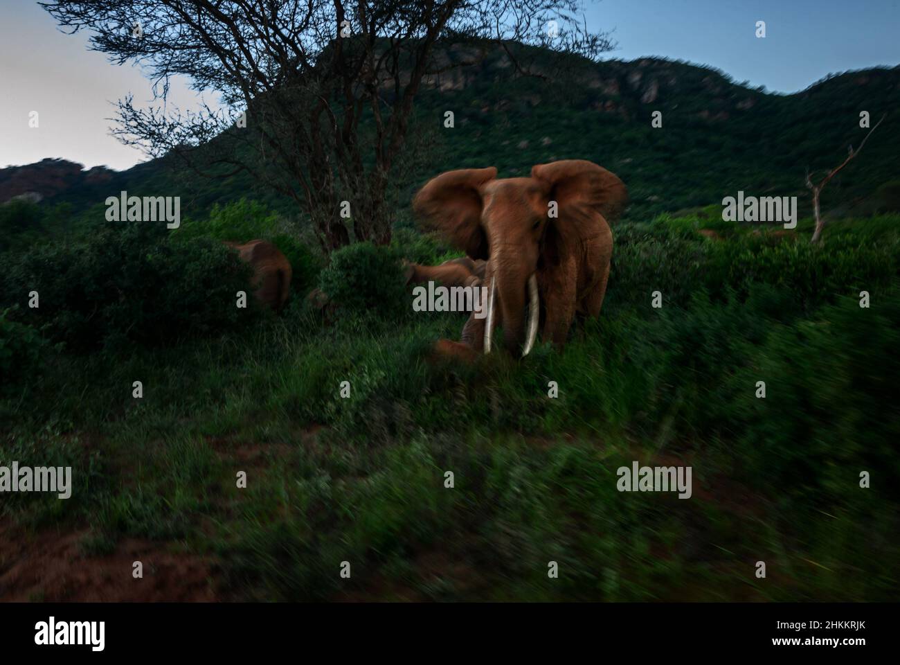 Afrikanischer Buschelefant - Loxodonta africana, ikonisches Mitglied der African Big Five, Tsavo West, Kenia. Stockfoto