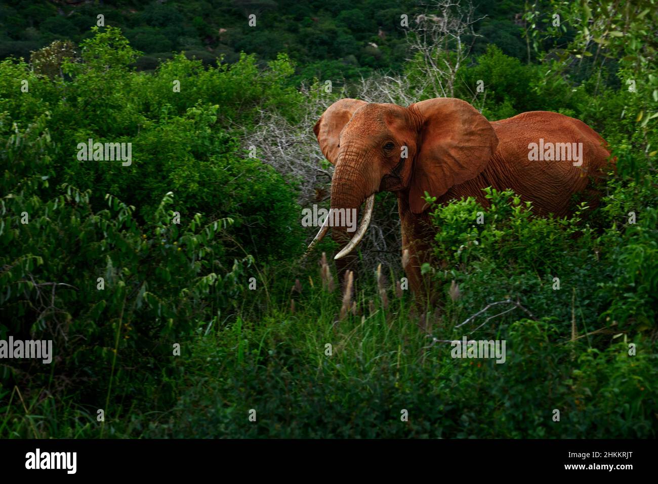 Afrikanischer Buschelefant - Loxodonta africana, ikonisches Mitglied der African Big Five, Tsavo West, Kenia. Stockfoto