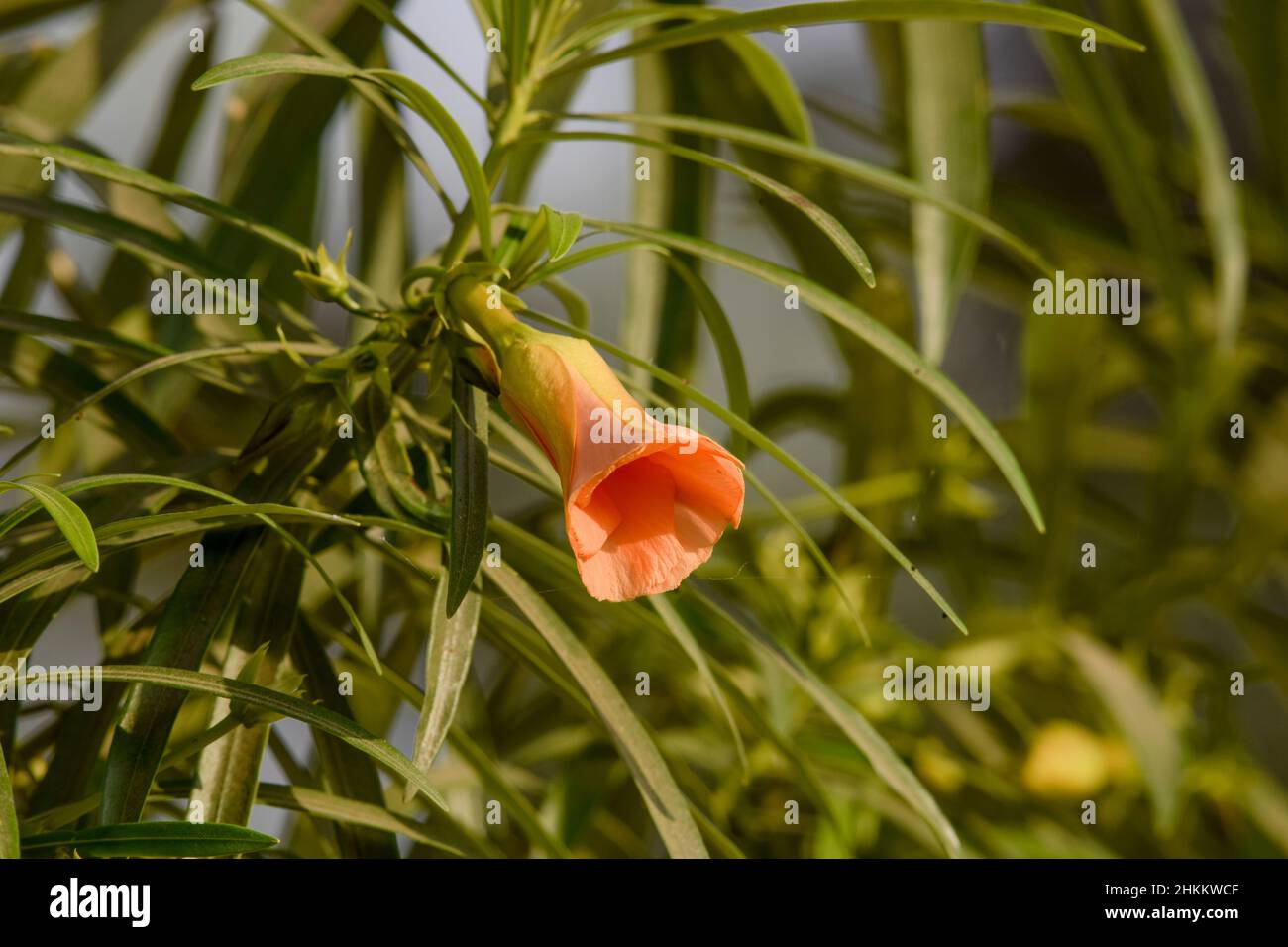 Cascabela Arten, Lucky Nuss, Milchbaum oder Gelber Oleander . Orange Farbe Trompete geformte Blumen Pflanzen mit Natur Hintergrund. Knospen von Cascabela the Stockfoto