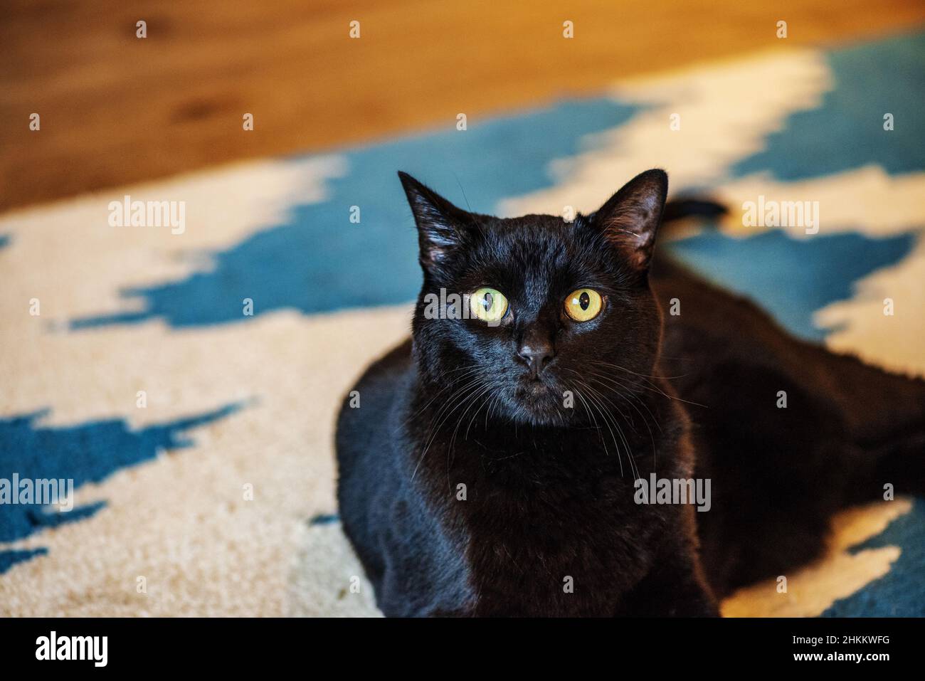 Selektive Fokus Aufnahme einer niedlichen schwarzen Katze mit grün Augen Stockfoto