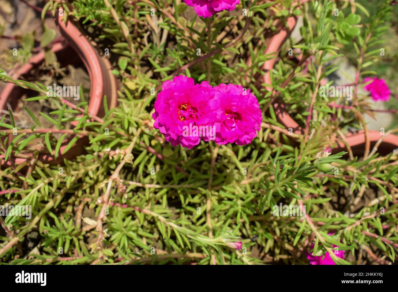 Portulaca grandiflora Blumen auch bekannt als eine mexikanische Rose, 11 Uhr, zehn Uhr Blumen. Saftig blühender Hausgarten in knallrosa Farbe Stockfoto