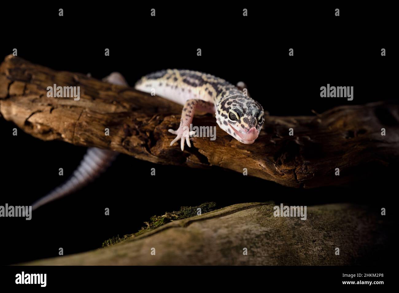 Der Gecko kletterte auf den Ast, wo er sich ausruhte. Stockfoto