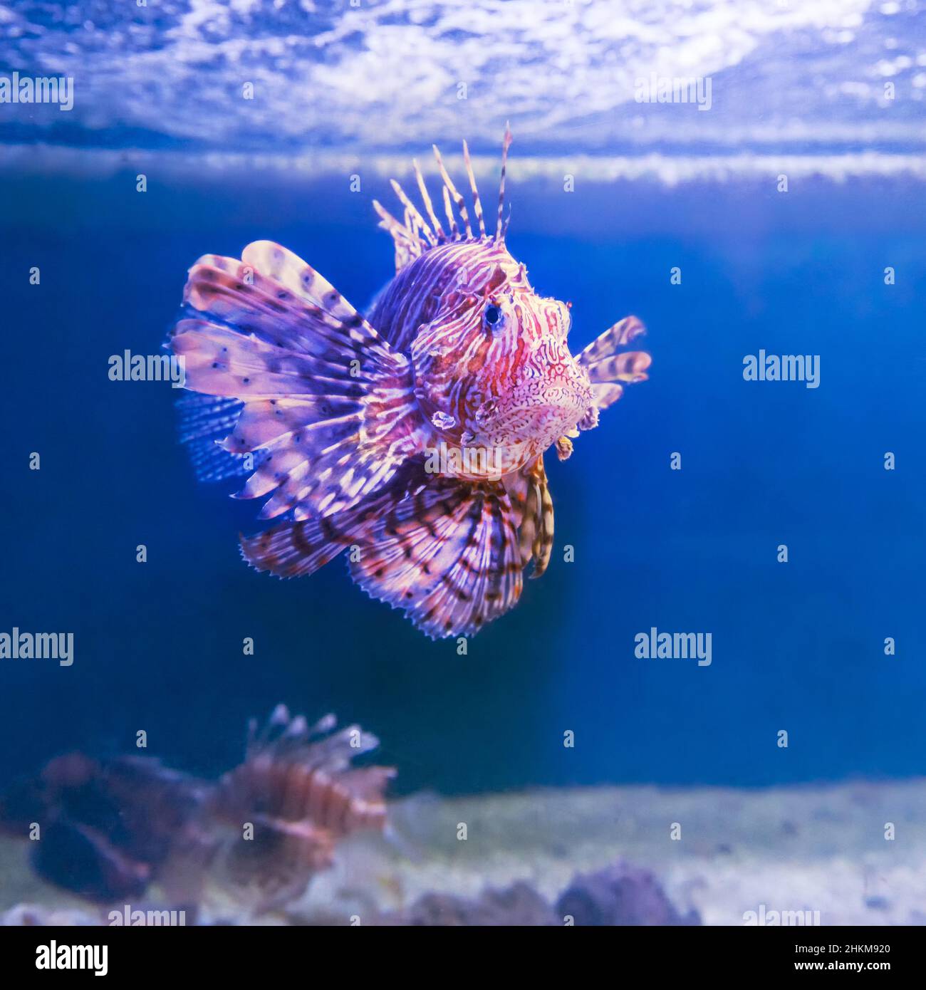 Schöner, aber giftiger Löwenfisch im Roten Meer. Fische, die Sie beim Schnorcheln in der Nähe von Korallenriffen beobachten können. Stockfoto