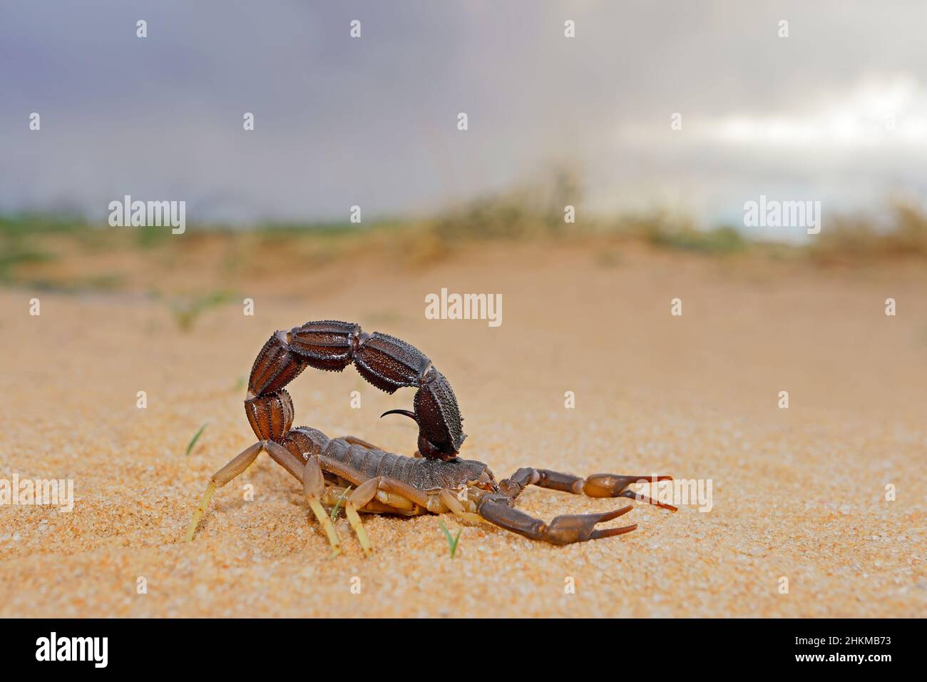 Granulierte dick-tailed Scorpion (Parabuthus granulatus), Kalahari Wüste, Südafrika Stockfoto