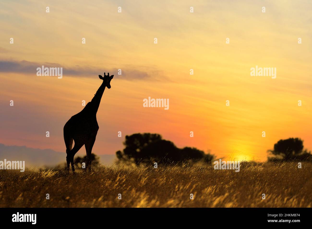 Eine Giraffe (Giraffa camelopardalis) in einer malerischen Landschaft bei Sonnenuntergang, Südafrika Stockfoto