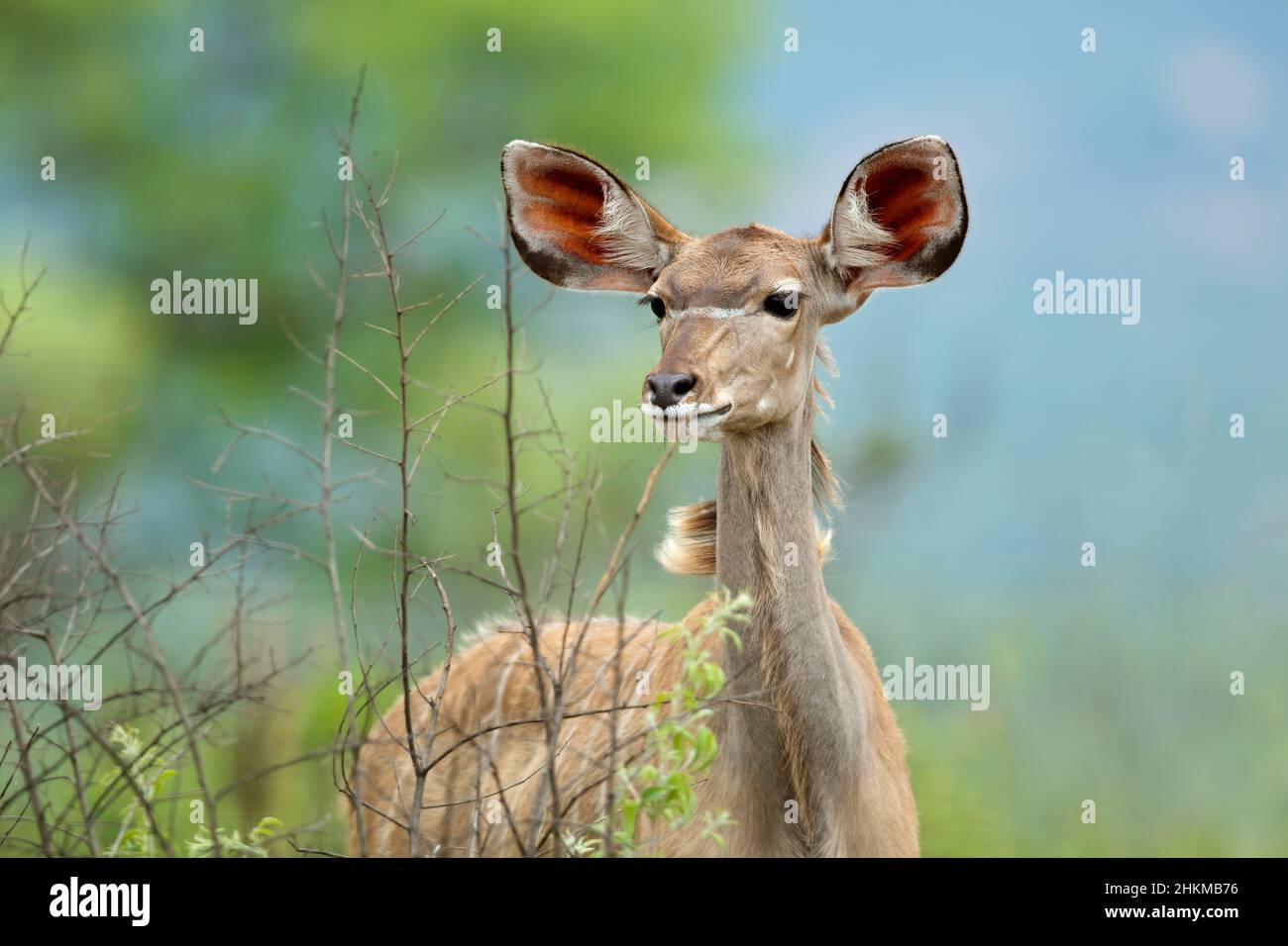 Porträt einer Kudu-Antilope (Tragelaphus strepsiceros), Krüger-Nationalpark, Südafrika Stockfoto