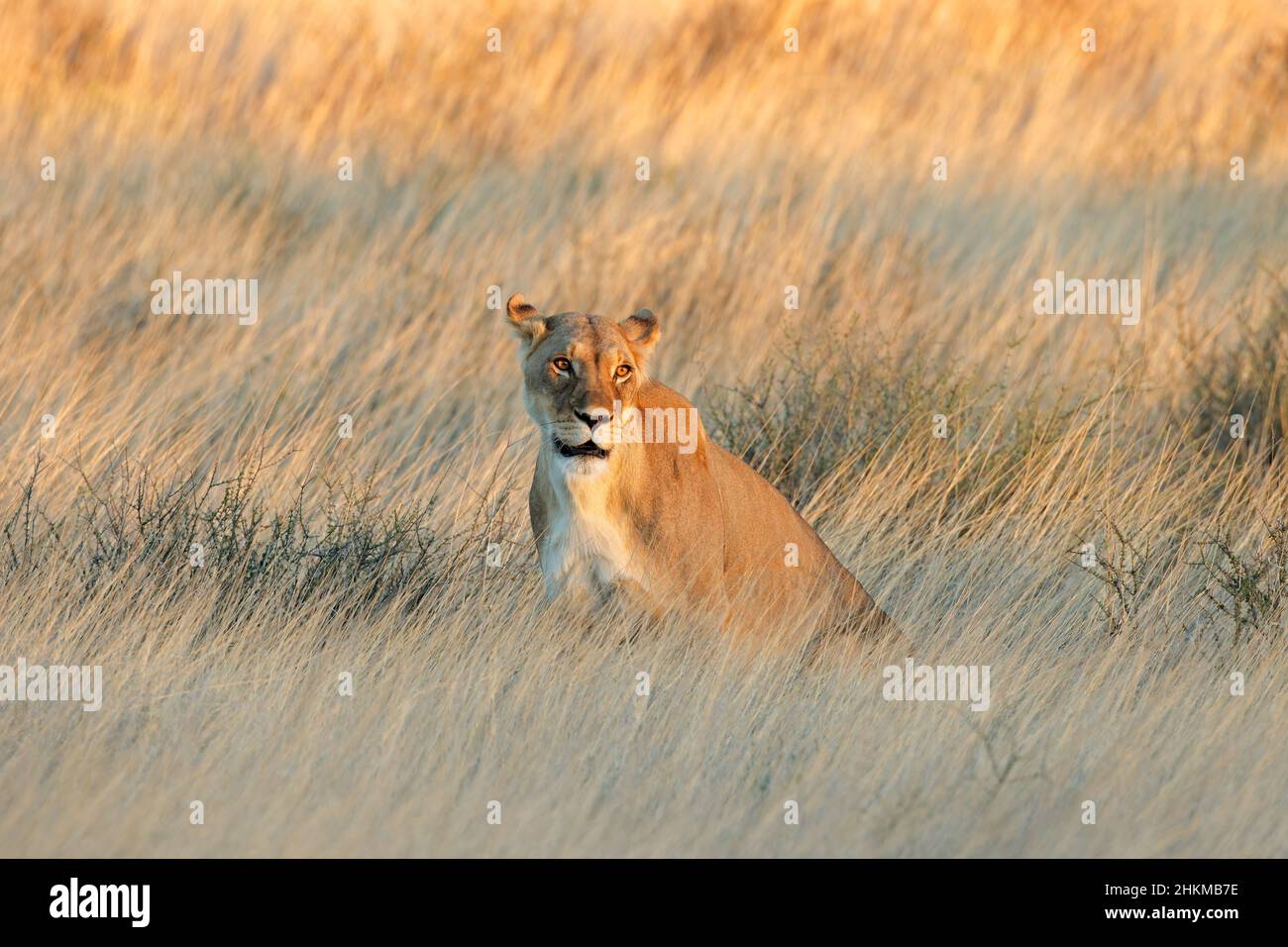Eine wachsam Löwin (Panthera leo) in trockenem Grasland bei Sonnenuntergang, Kalahari Wüste, Südafrika Stockfoto