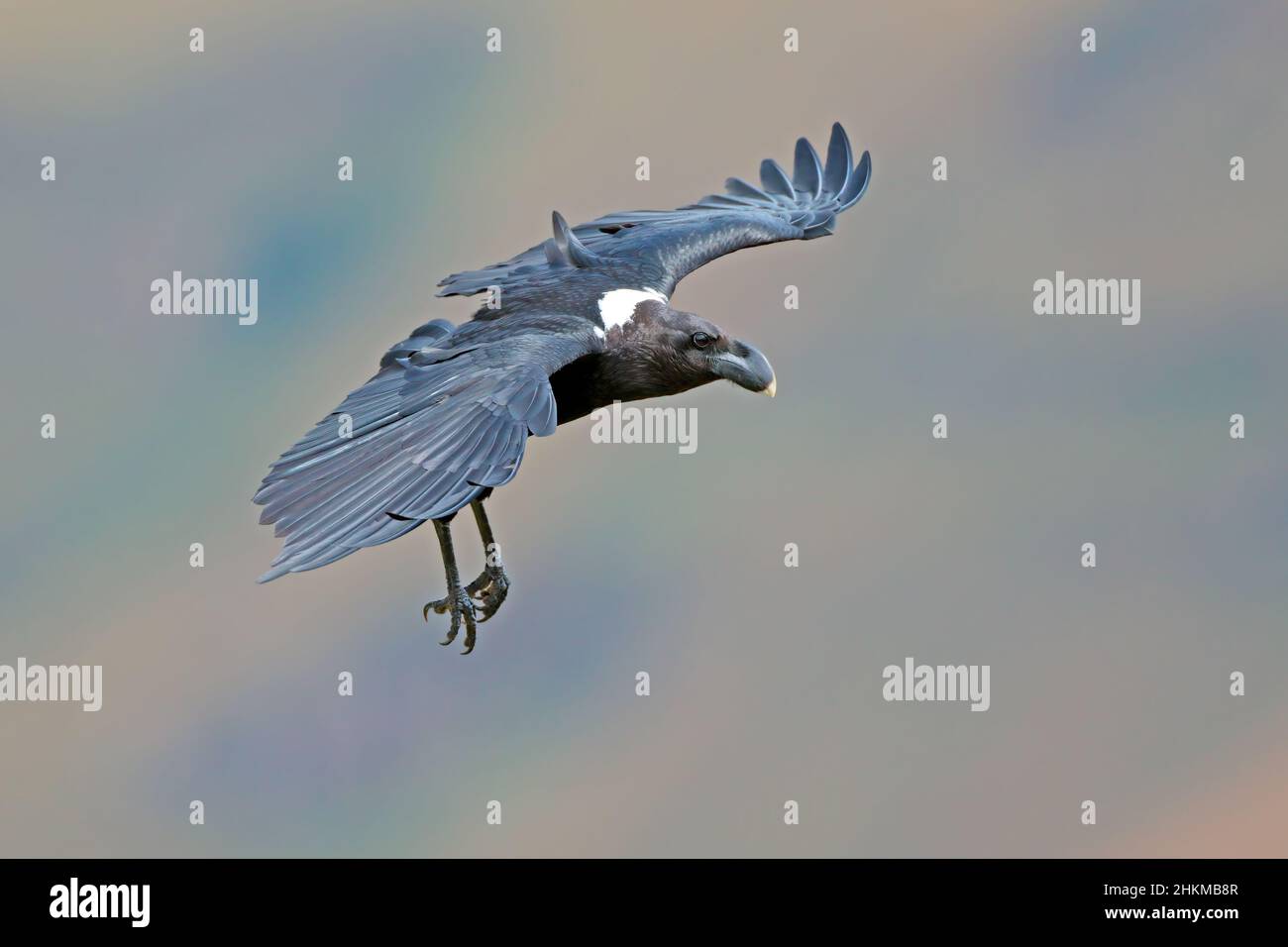 Ein weiß-necked Raven (Corvus Albicollis) während des Fluges, Südafrika Stockfoto