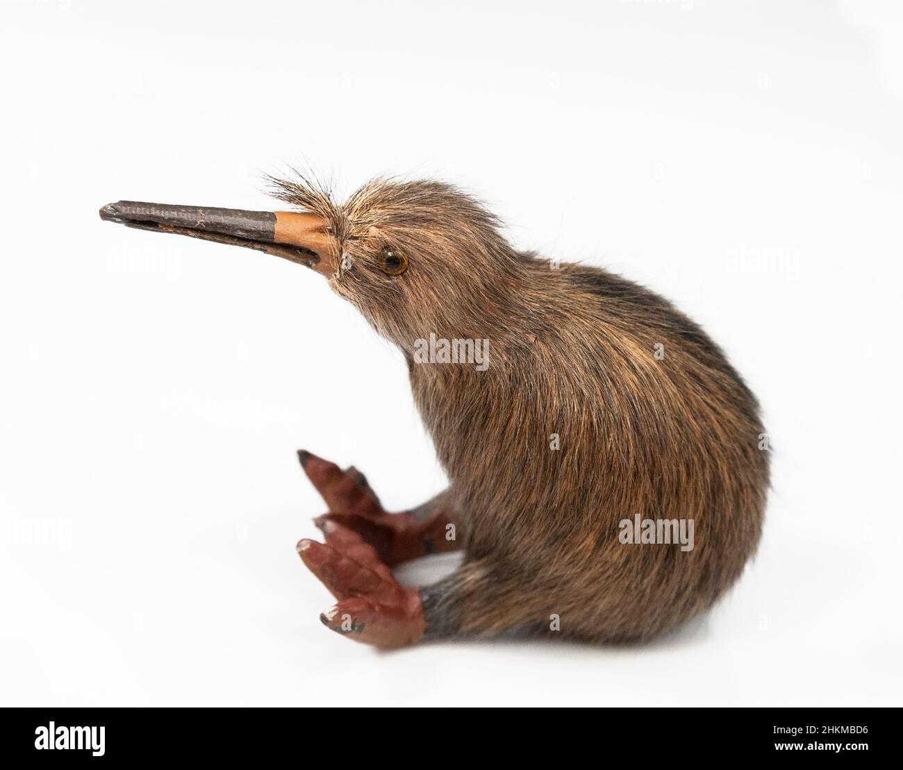 Kiwi Vogel Spielzeug sitzt auf dem weißen Hintergrund Stockfoto