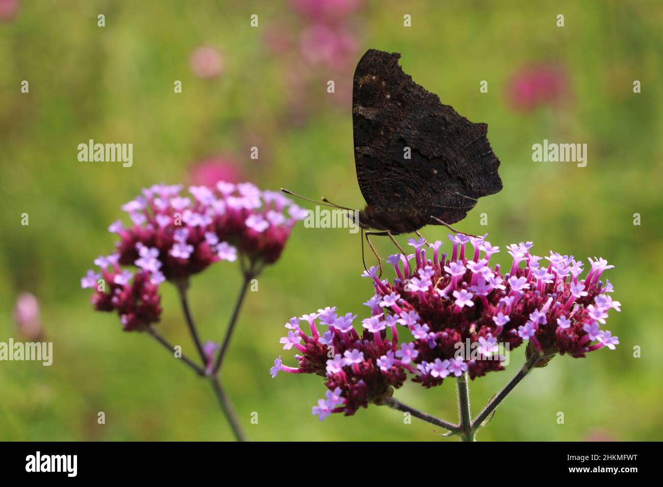 pfauenschmetterling mit gefalteten Flügeln bestäubt auf lila Verbena Blume Stockfoto