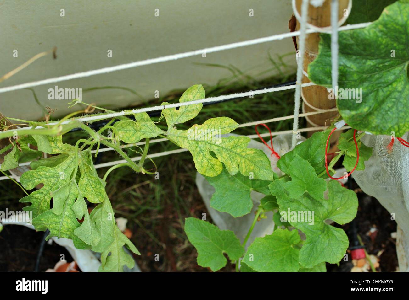 Bltter der Efeu-Familie zu Hause Garten, die flauschigen Mehltau sind  Stockfotografie - Alamy