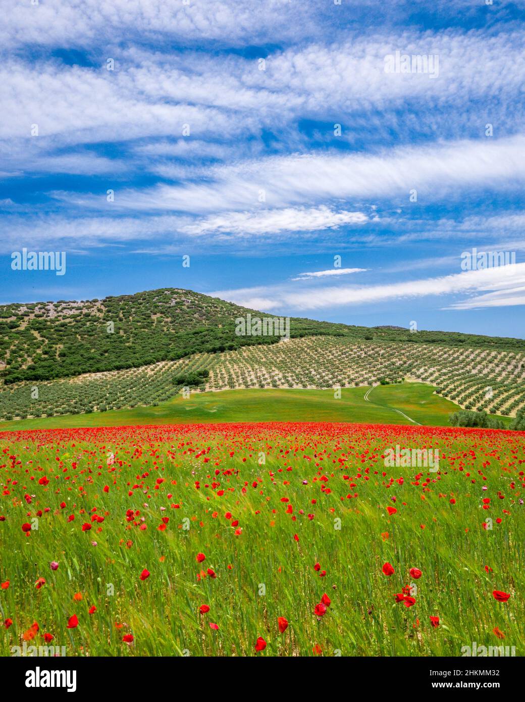 Poppy Field in Südspanien Stockfoto
