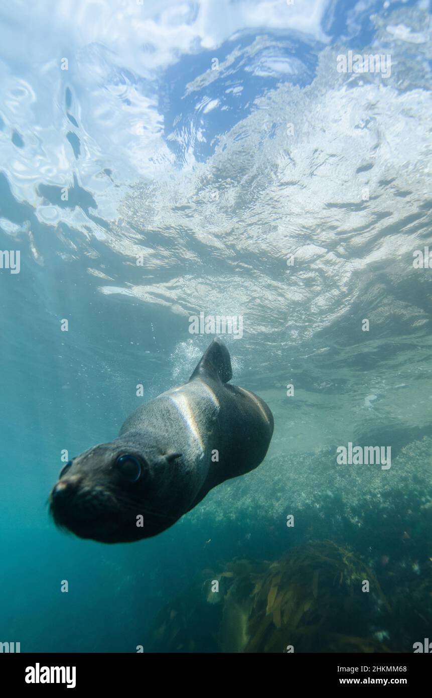 Pelzrobbe unter Wasser, Kaikoura, Neuseeland Stockfoto