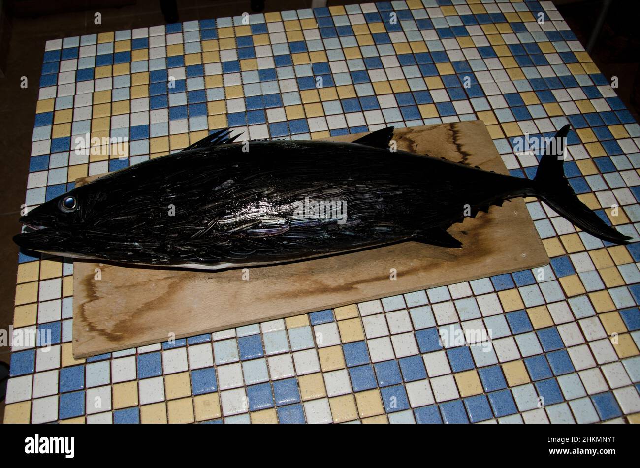 Vorbereitung eines Atlantischen Bonito Sarda sarda, um einen Gyotaku zu machen, die traditionelle japanische Methode des Fischdrucks. Gran Canaria. Kanarische Inseln. Spanien. Stockfoto