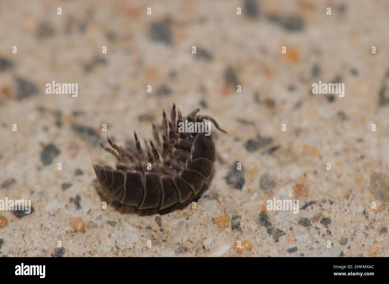 Armadillidium vulgare, ein gewöhnlicher Pillenwanze, beginnt sich aus seiner defensiven Haltung zu lösen. Las Palmas de Gran Canaria. Gran Canaria. Kanarische Inseln. Spanien. Stockfoto