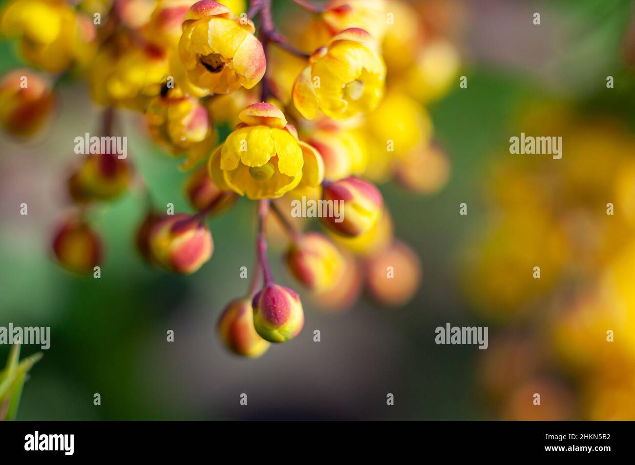 Sonnige gelbe Berberblüten, Makrofotografie eines blühenden Gartenstrauch. Der Frühling kommt, warme Stimmung. Selektiver Fokus und unscharfer Hintergrund. Stockfoto