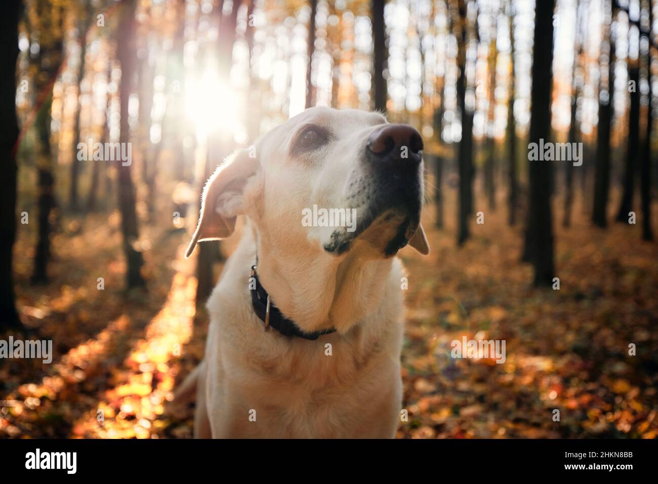 Porträt des Hundes im Herbstwald. Der alte labrador Retriever schaut während des wunderschönen Sonnenaufgangs nach oben. Stockfoto