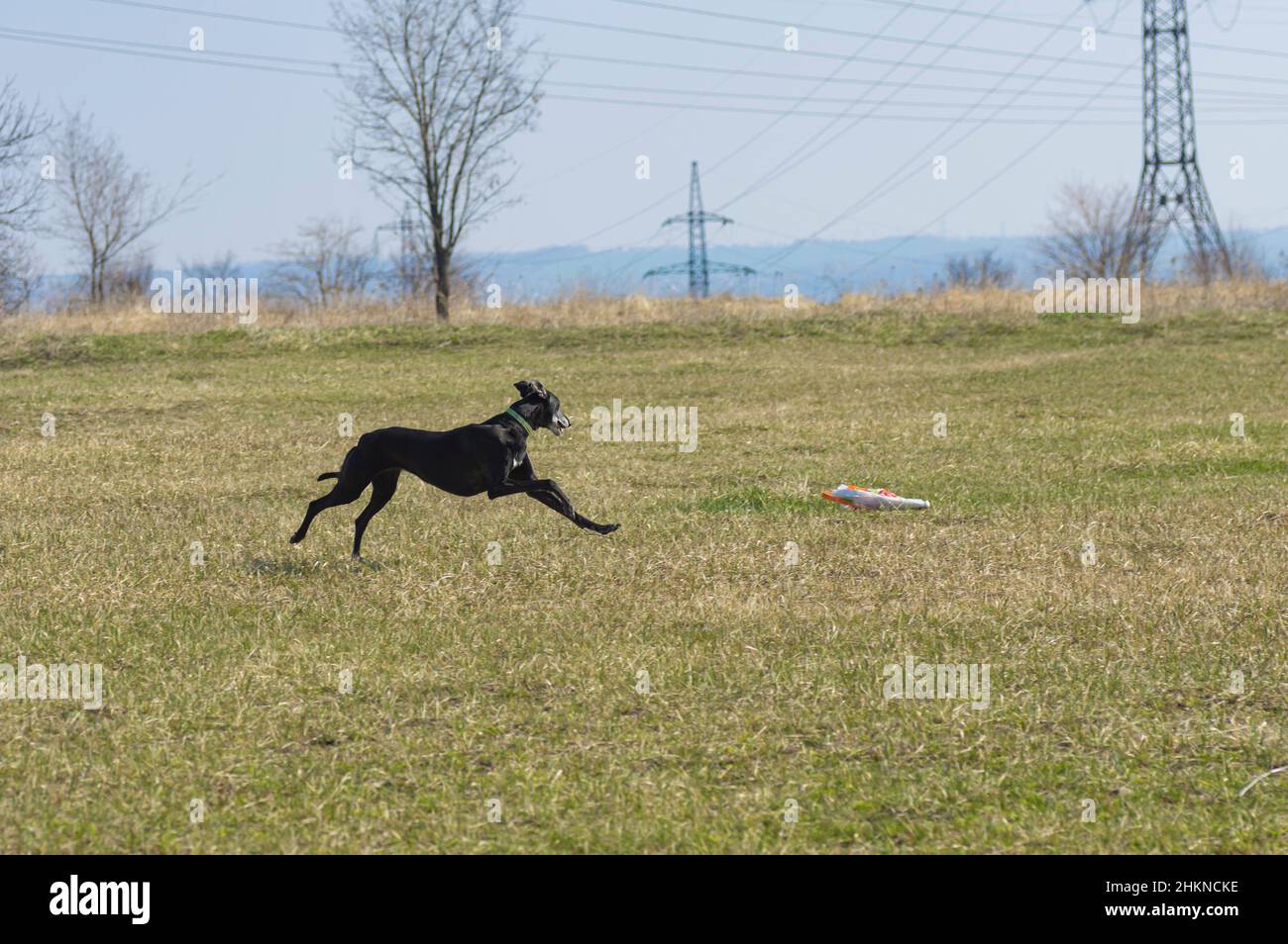 Schwarzer Hortaya Borzaya Hund, der in der Frühjahrssaison auf Feldern läuft, während er Coursing macht Stockfoto