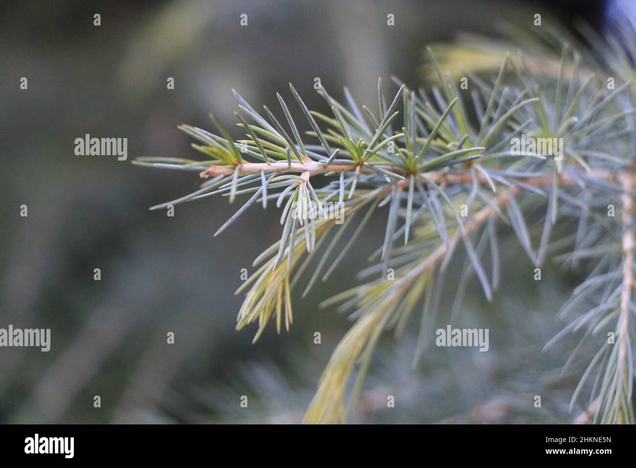 Zweige des Cedrus deodara. Deodar-Zeder oder Himalaya-Zeder Stockfoto