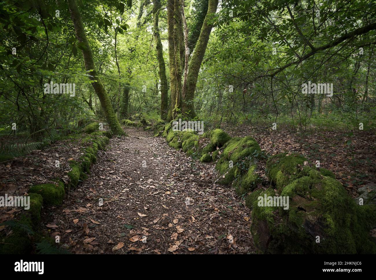 Pfad über mosbedeckte Felsen und Bäume in einem tiefen Wald in Galicien, Spanien Stockfoto