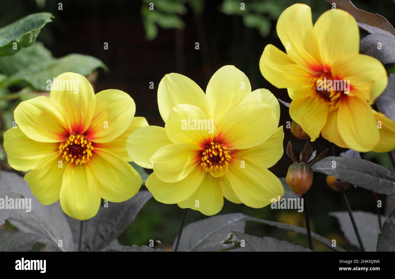 Dahlia „Hadrians Sonnenlicht“, gelbe, offene Blüten mit dunkelviolettem Laub. VEREINIGTES KÖNIGREICH Stockfoto