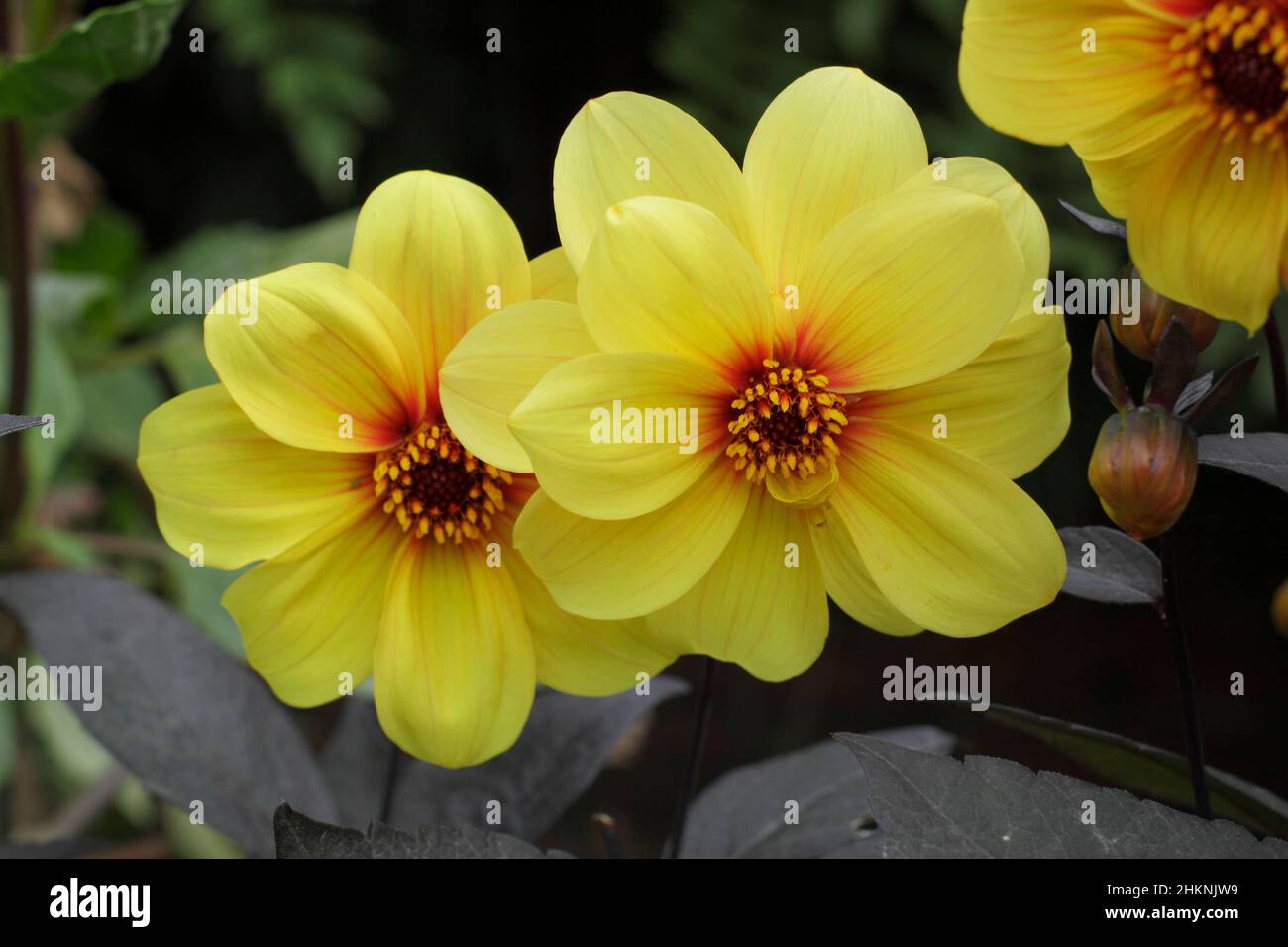 Dahlia „Hadrians Sonnenlicht“, gelbe, offene Blüten mit dunkelviolettem Laub. VEREINIGTES KÖNIGREICH Stockfoto