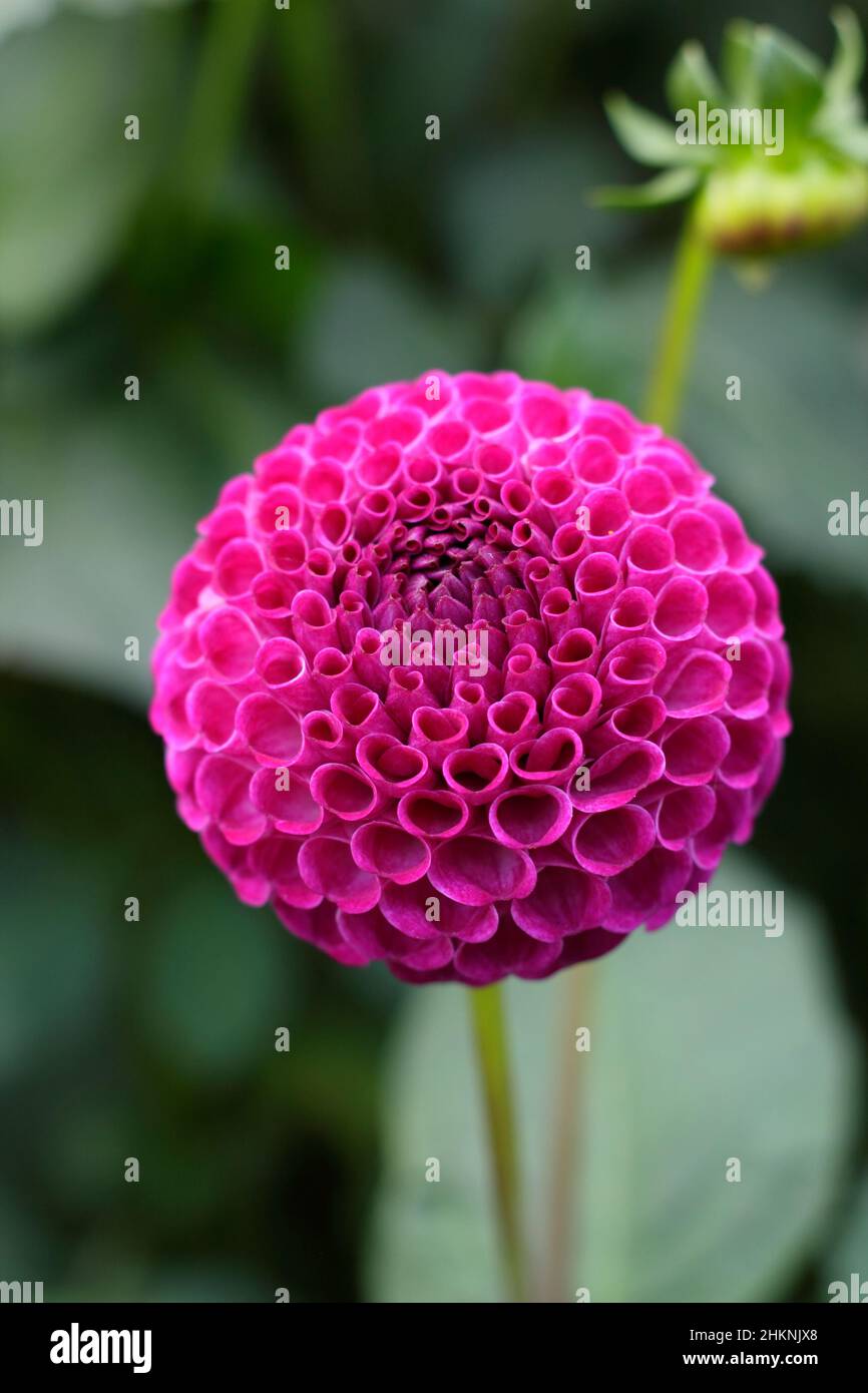 Dahlia 'Willo's Violet', eine depp vilet Pom Pom Typ Dahlia, die im September blüht. VEREINIGTES KÖNIGREICH Stockfoto