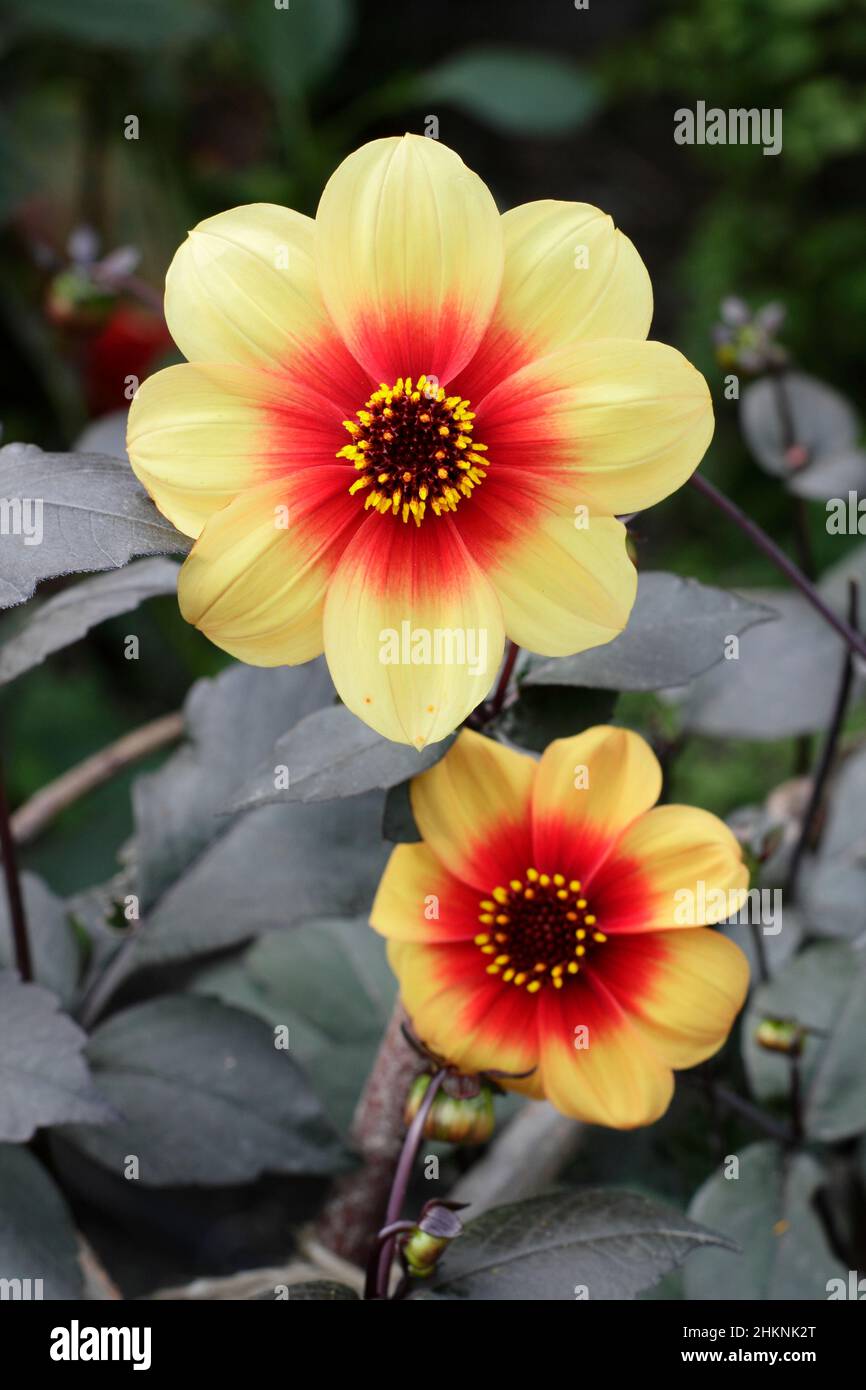 Dahlia 'Moonfire', Zwergdahlie mit dunklem Laub, die im September blüht. NGM. Manchmal auch als Dahlia „Sunshine“ bezeichnet. VEREINIGTES KÖNIGREICH Stockfoto