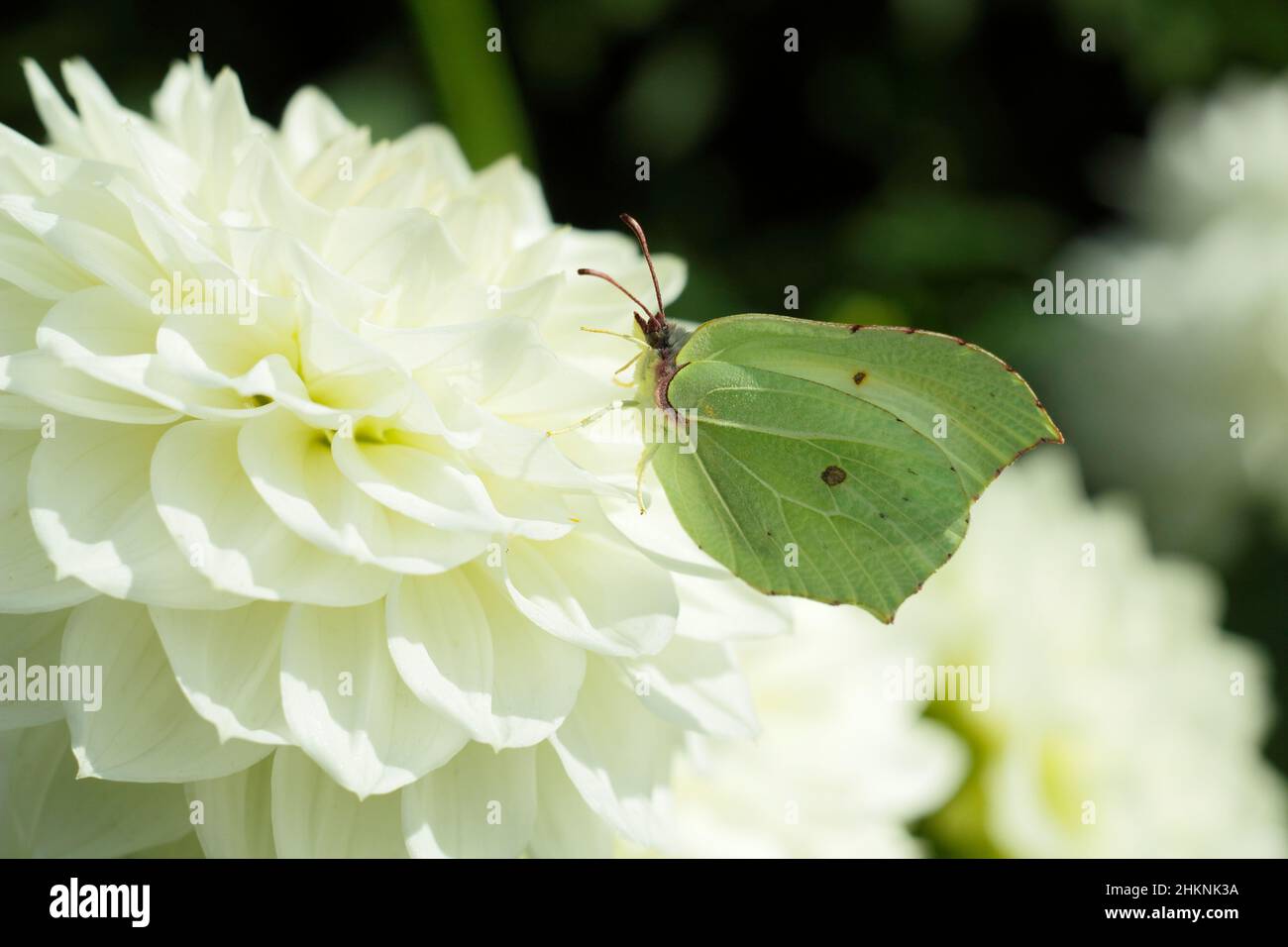 Zitronenfalter auf Dahlia-Blume. Gonepteryx rhamniahlia auf Dahlia 'Charlie Two' mittlere dekorative Dahlie im September. VEREINIGTES KÖNIGREICH Stockfoto