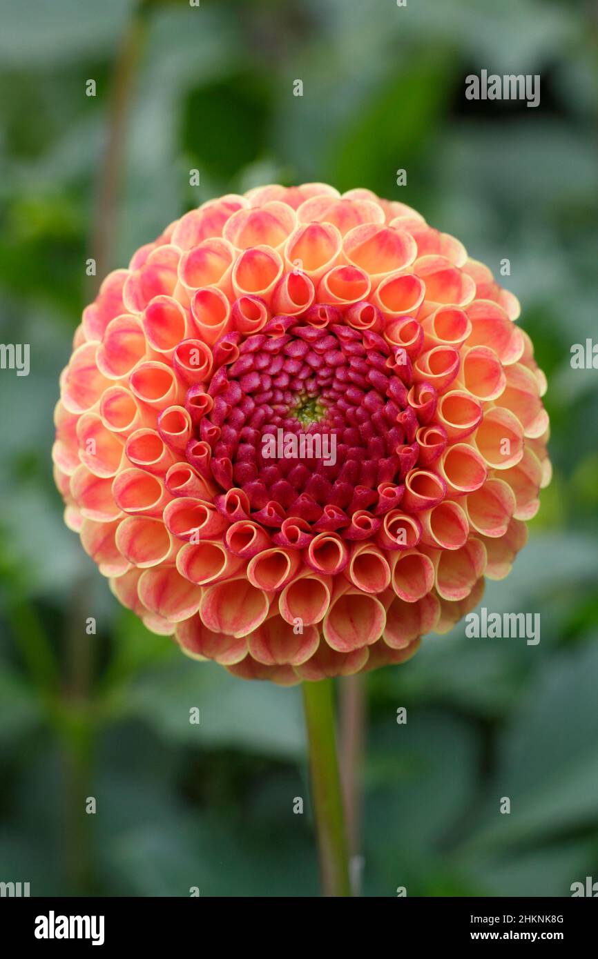 Dahlia Rosmarin Dawn, große Pompom Dahlia mit Orangenblüten, die im September blühen. VEREINIGTES KÖNIGREICH Stockfoto