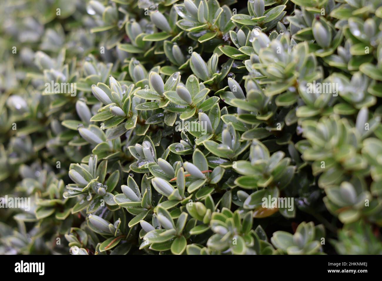 Hebe perlen Fotos und Bildmaterial in hoher Auflösung Alamy